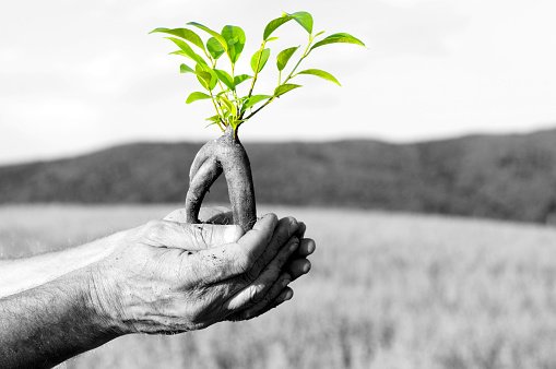 Hands with plant