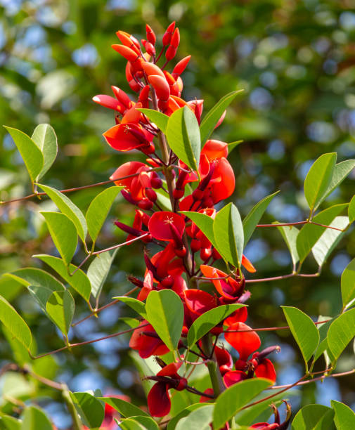 istock Red flowers on plants in nature 2117010297