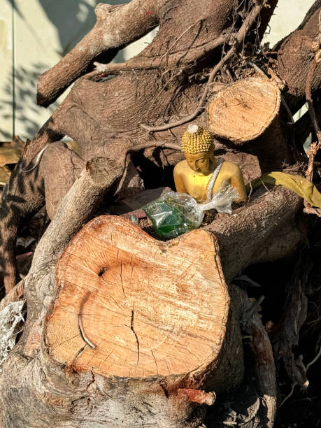 Stock photo showing close-up, elevated view of miniature, golden buddha hidden in the sawed branches of a tree.