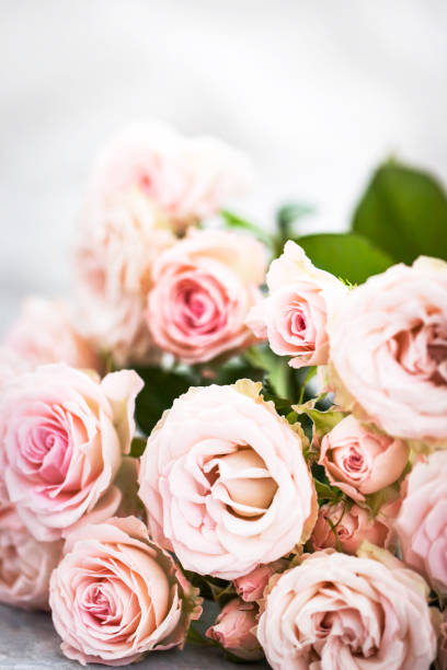istock Fresh soft pink roses flowers on gray background, selective focus 2117014534