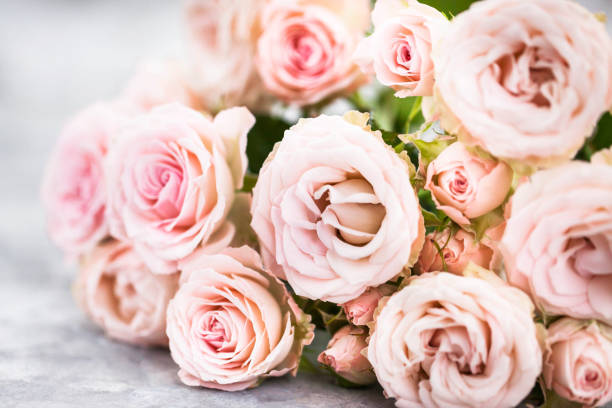 istock Fresh soft pink roses flowers on gray background, selective focus 2117014537