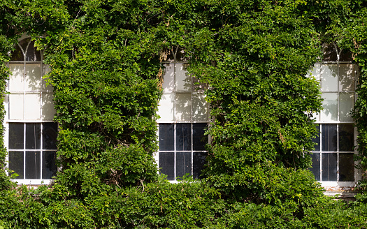 wisteria vine framing old fashioned windows.