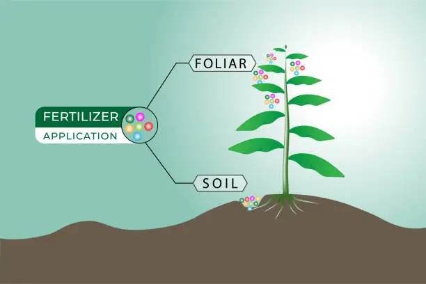 Vector illustration of illustration of two ways to apply fertilizer: through soil and leaves