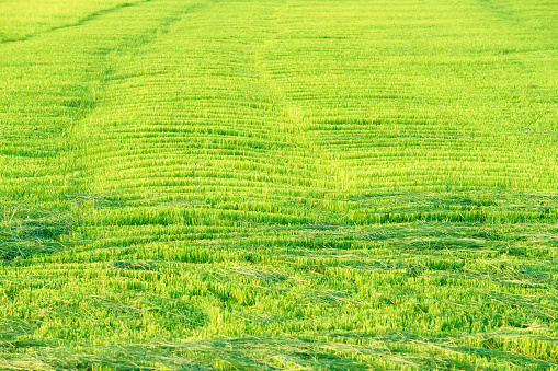 green freshness of rice plantation field