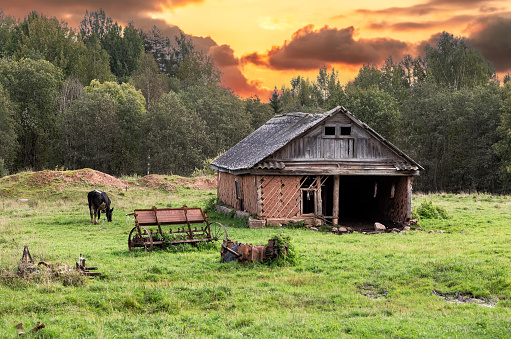 Rural landscape with a grazing cow and an old barn in summer