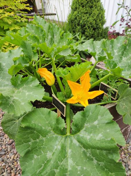 istock Blooming zucchini in the garden 2117055295