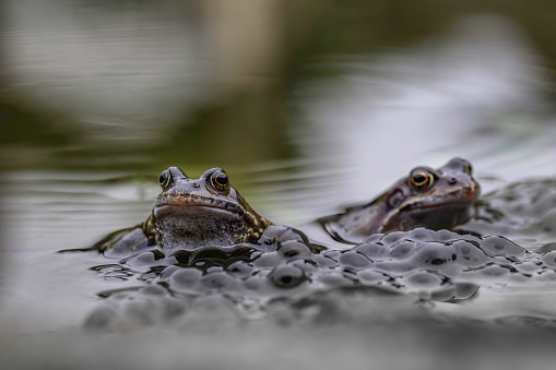 Common Frogs with frogspawn in a garden pond.