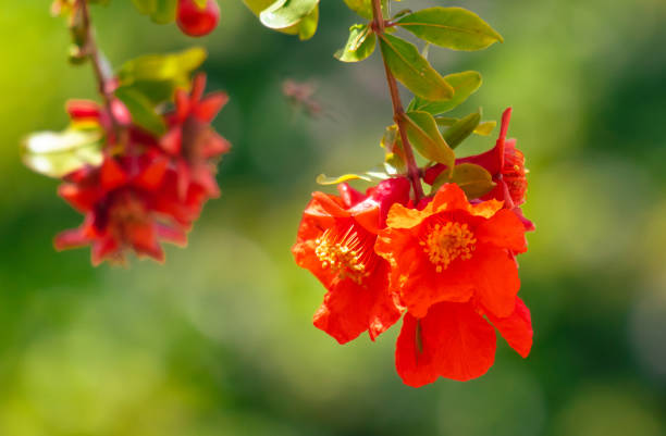 Red flowers on a pomegranate tree. Nature.