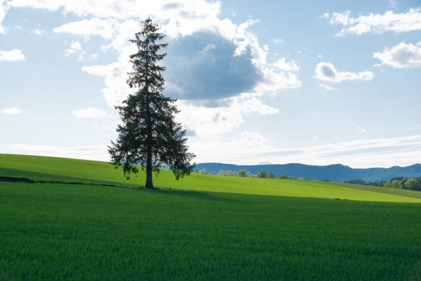 Pine tree standing in a green wheat field in Biei