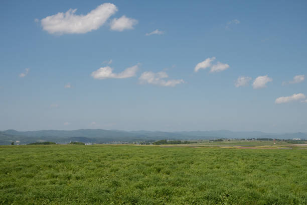 Green meadow and blue sky
