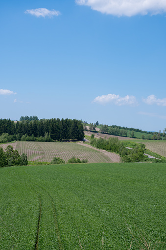 Green wheat field in early summer
