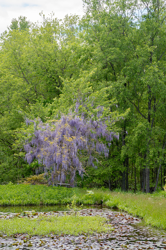 Wisteria flowers in full bloom in the green forest