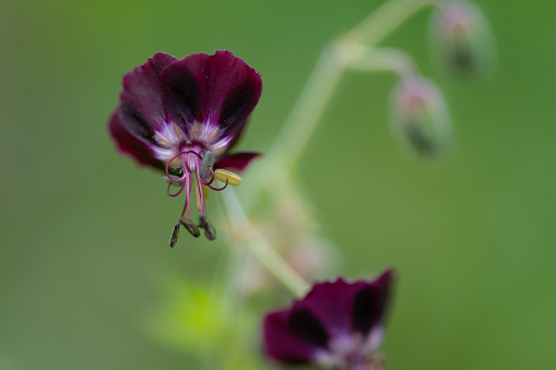 Black Geraniaceae in the summer garden,Close up of a red geranium flower