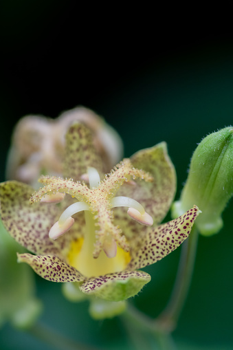 Yellow hairy toad lily in full bloom in the summer garden