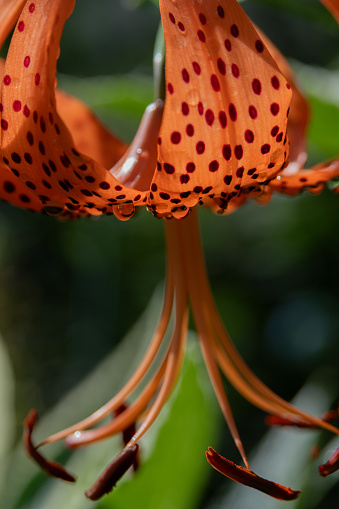 Close-up of orange lily flower after rain