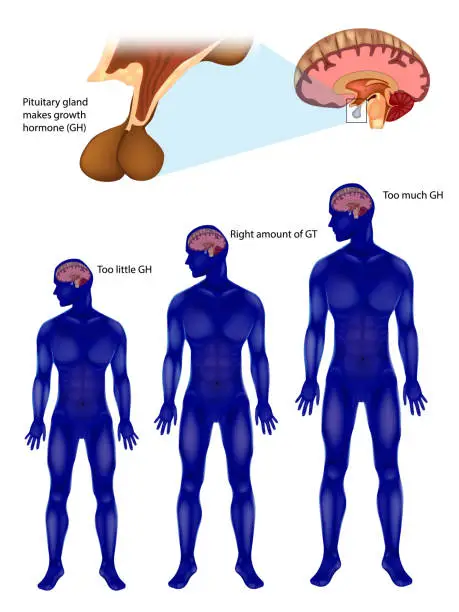Vector illustration of Endocrine regulation of growth. Pituitary gland makes growth hormone GH. Growth hormone or somatotropin, also known as human growth hormone hGH or HGH in its human.