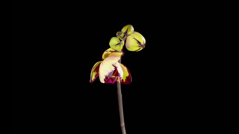 Blooming Yellow - Magenta Orchid Phalaenopsis Flower