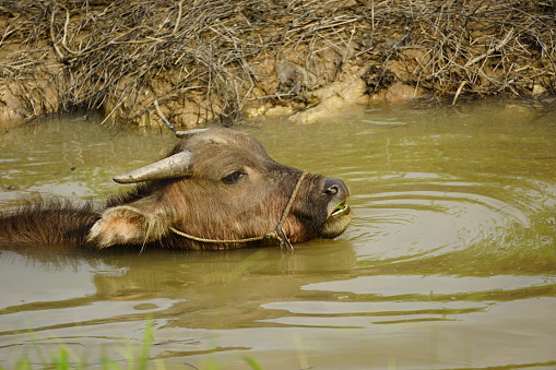 Close-up of Bubalus bubalis bathing in a puddle