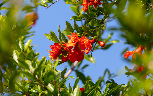 Red flowers on a pomegranate tree. Nature.