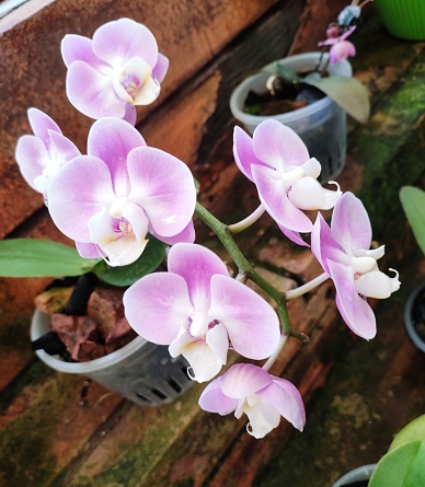 Phalaenopsis are the most common orchids in the marketplace and are commonly known as “moth orchids.” They usually have wide, flat, dark leaves that are arranged opposite each other.