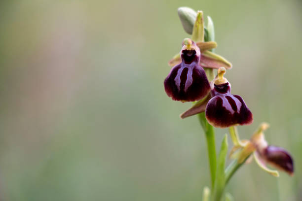 Orchid flowers.