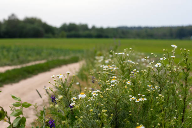 Wildflowers along a country road. Chamomile field