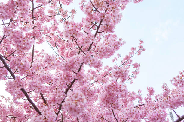 istock pink cherry blossoms on blue sky 2117115063