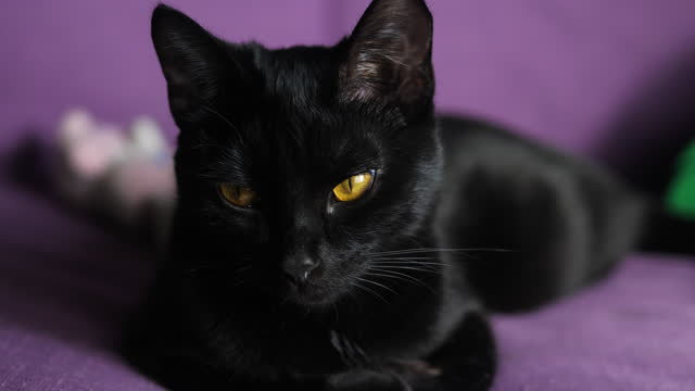 Portrait of a black domestic cat with yellow eyes looking at the camera inside. pets concept. black purebred adult cat at home