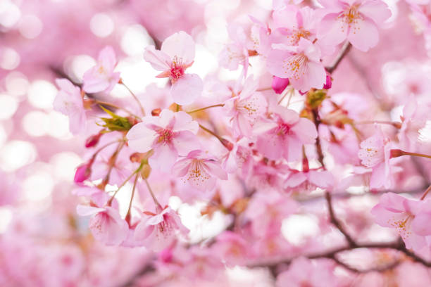 istock sakura flower (cherry blossom) in spring. 2117125196