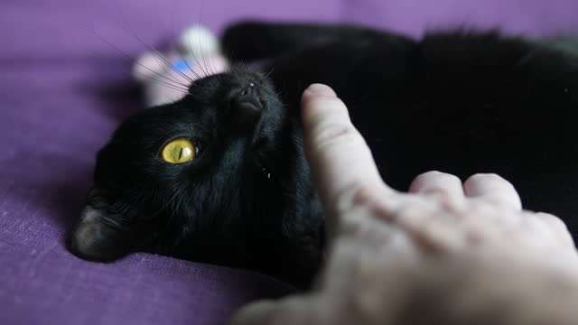 a black domestic cat lies on its back on the sofa resting, a man's hand strokes the fur of the head of his black cat looking at the camera