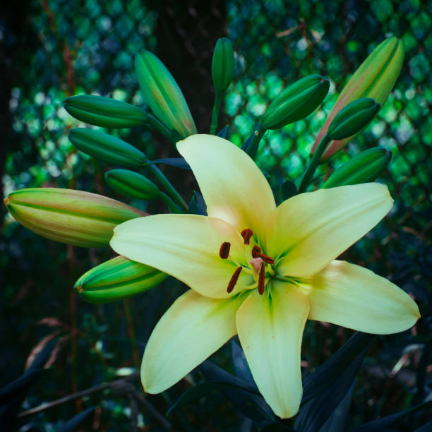 Single large lily flower. A flower with large petals.