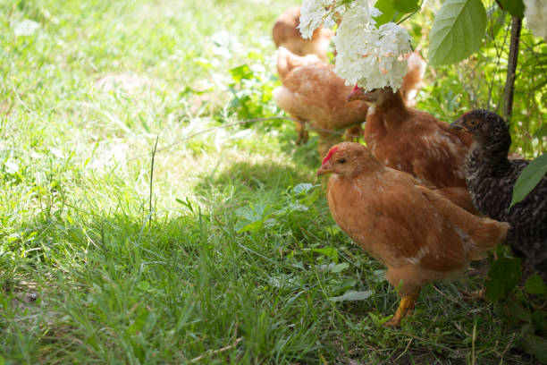 istock Small chickens near the hydrangea flower. Chickens in nature. 2117137066