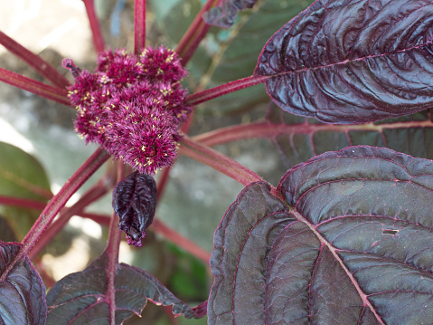 Leaves and flowers of crimson amaranth. Amaranthus is a cosmopolitan genus of annual or short-lived perennial plants. Most of the Amaranthus species are commonly referred to as pigweeds.