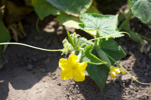 istock Yellow cucumber flower, close-up. A flower on a stem. 2117141847