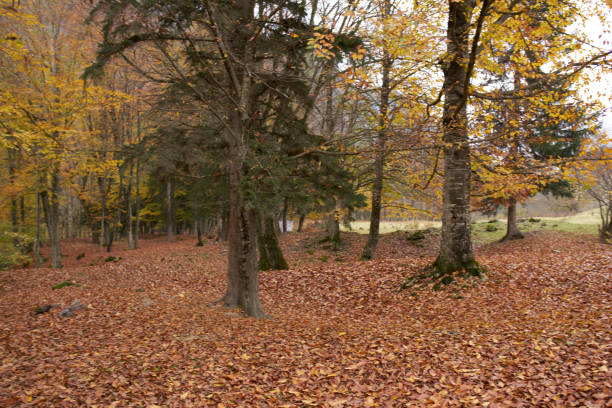 autumn landscape park forest fallen leaves tall trees fresh air. High quality photo