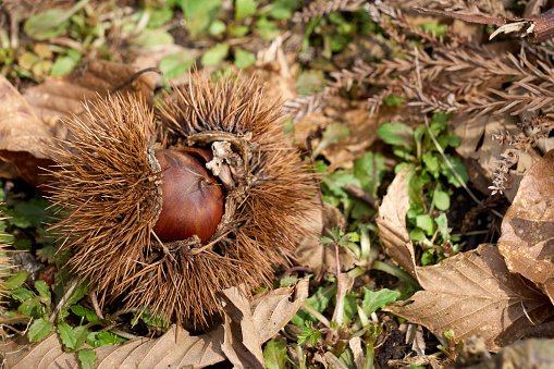 chestnuts falling on the ground.