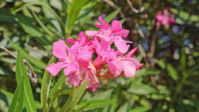 Unopened bud of Nerium oleander close-up of branch against the blue sky slowly sways in the wind Delicate poisonous plant Spring, flowering trees revitalizing nature Relaxing walk in a blooming park