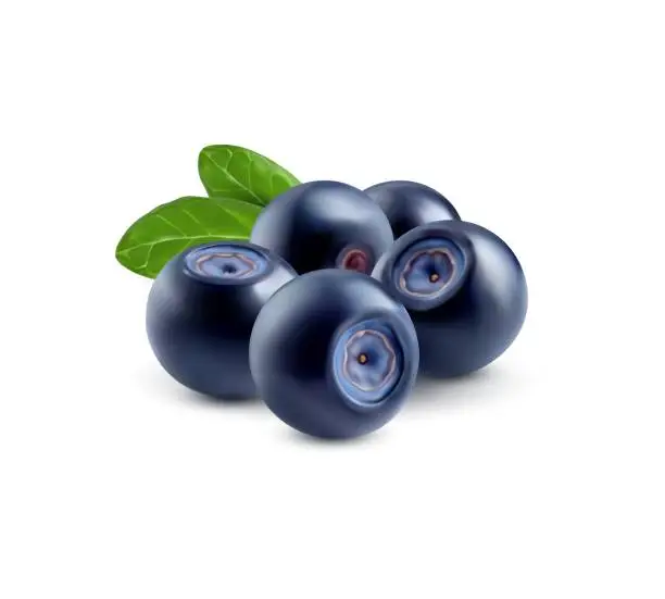 Vector illustration of Raw realistic blueberry, ripe berry fruits, leaf