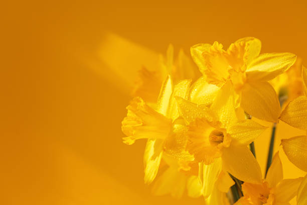 Close up of daffodils flowers on a yellow background. Beautiful yellow spring background for greeting cards and wallpapers