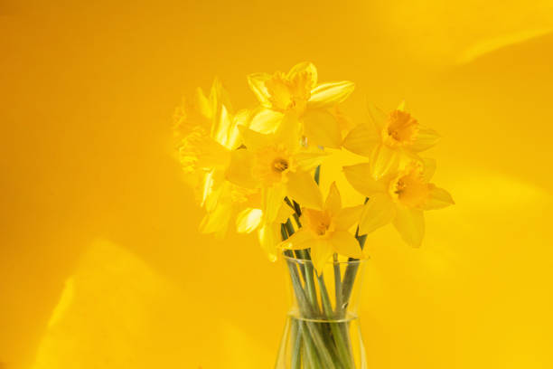 Daffodils Yellow Flowers petal floral Bud. Narcissus Flower in vase. Narcissus spring