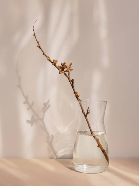 istock dry apple branch with buds in a vase 2117179662