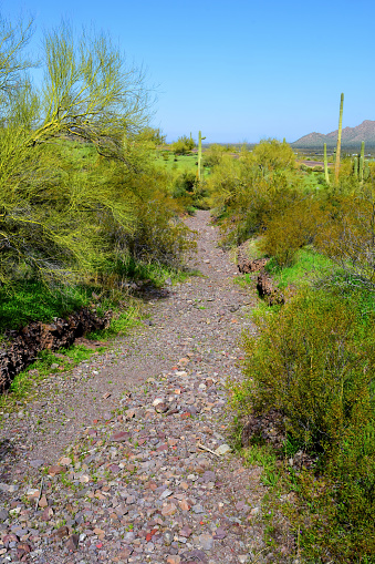 Arizona arroyo dry stream bed that provides a temporary drainage channel for flash floods
