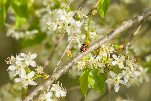 Spring sketch, two ladybugs on the branch among white inflorescences, beauty in nature