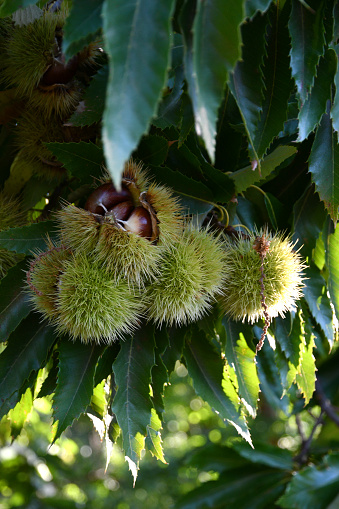 Chestnuts in hedgehogs hang from chestnut branches just before harvest, autumn season. Chestnuts forest on the Tuscany mountains. Italy.