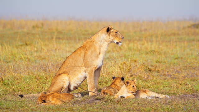 Lioness Guarding While Cubs Relaxing on Grassy Savannah in Masai Mara Reserve