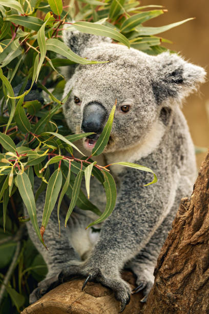 istock a koala in a tree eating leaves and branches in the shade 2117231840