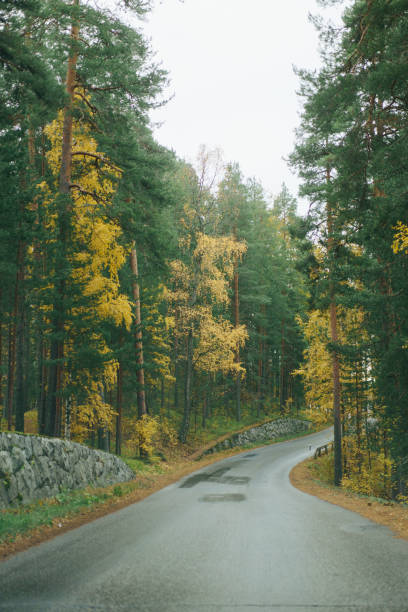 istock beautiful road in the fall forest 2117243529