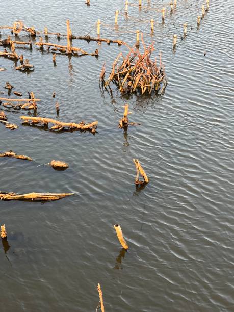 istock Pile of wood on river 2117251339
