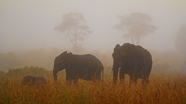 Elephant Family Peacefully Grazing Amidst Vast Plains of Masai Mara Reserve
