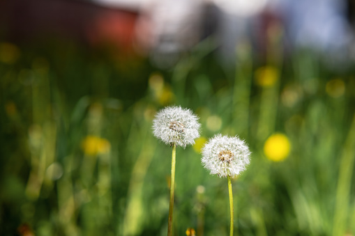 Dandelions on the meadow. Selective focus. Nature.